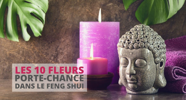 10 Plantes qui apportent de l'argent (Feng Shui)