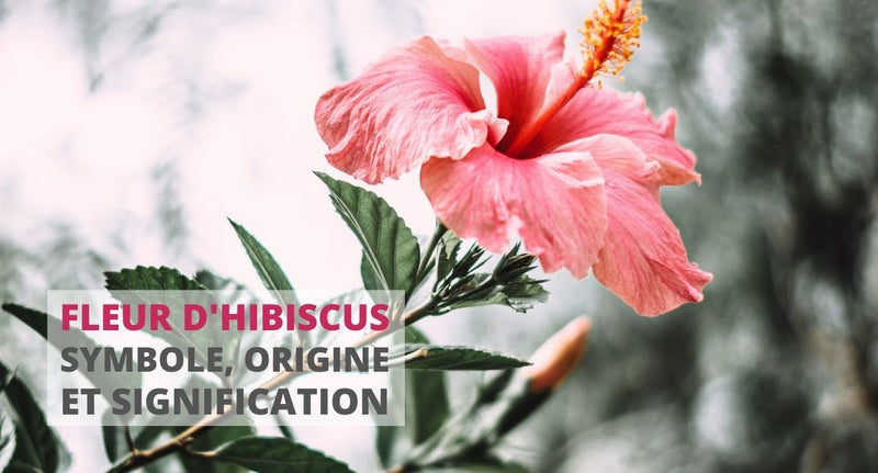 Fleur d'hibiscus : Signification, symbole & origine