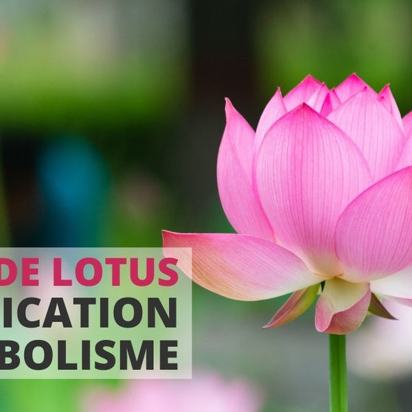 La fleur de lotus: Signification d'un symbole sacré ! – ANKORA