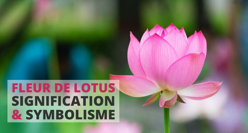 La fleur de lotus : symbole & signification
