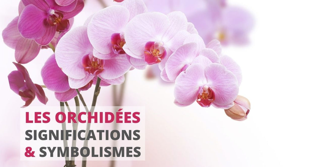 Espèces d'orchidées - Tout savoir sur les orchidées