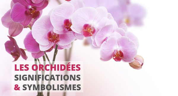 La fleur d'orchidée : Origines, signification & symbolisme