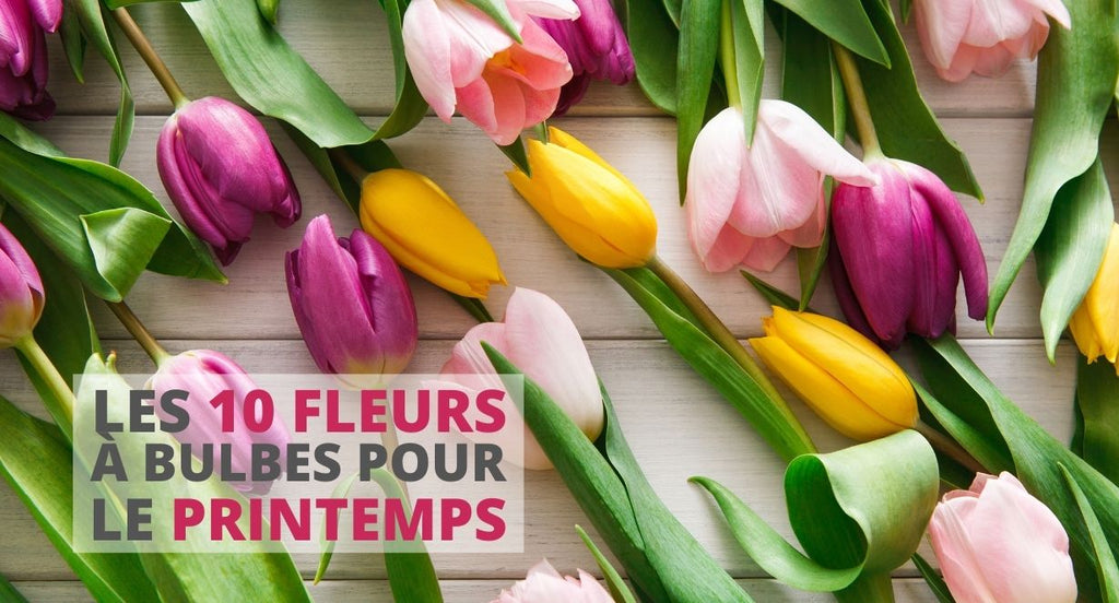 Bulbes à fleurs - Famiflora ouvert 7/7