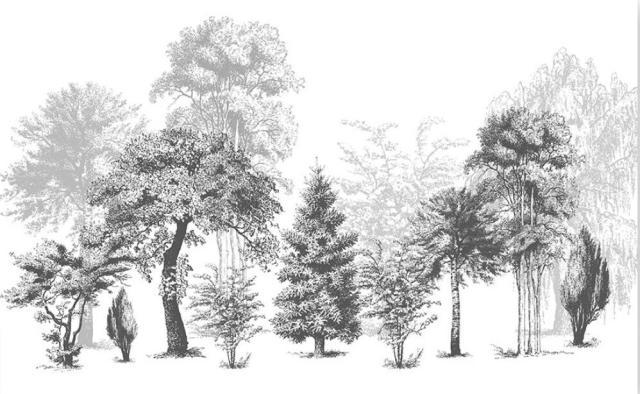 Papier peint nature arbre